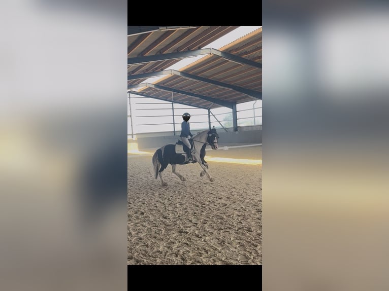 Tinker Wallach 8 Jahre 153 cm Schecke in Oebisfelde