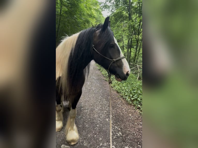 Tinker Wallach 8 Jahre 155 cm Tobiano-alle-Farben in Bad Wimpfen