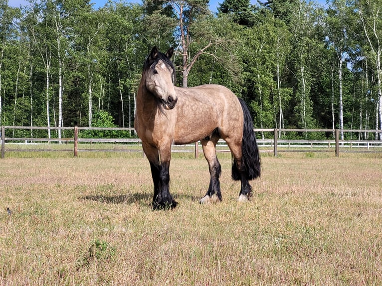 Tinker Mix Wallach 8 Jahre 156 cm Buckskin in Winsen (Aller)