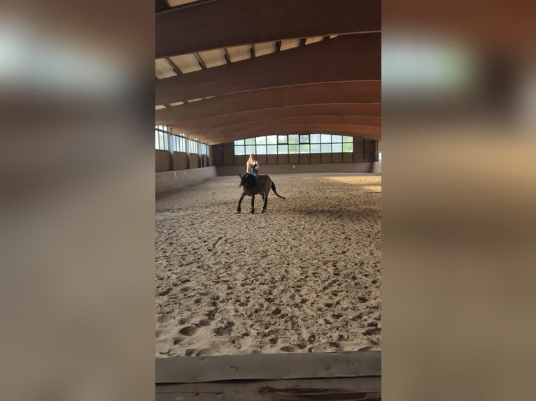 Tinker Mix Wallach 8 Jahre 156 cm Buckskin in Winsen (Aller)