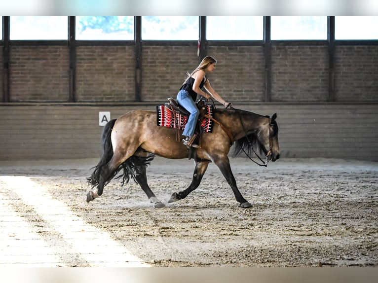 Tinker Mix Wallach 8 Jahre 156 cm Buckskin in Winsen (Aller)