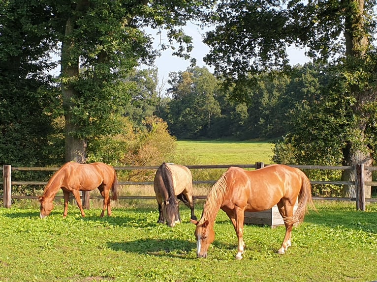 Tinker Mix Wallach 8 Jahre 156 cm Buckskin in Winsen (Aller)