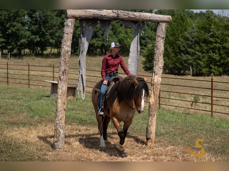 Tinker Mix Wallach 8 Jahre 160 cm Falbe in Bogard, MO
