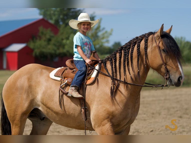 Tinker Mix Wallach 8 Jahre 160 cm Falbe in Bogard, MO