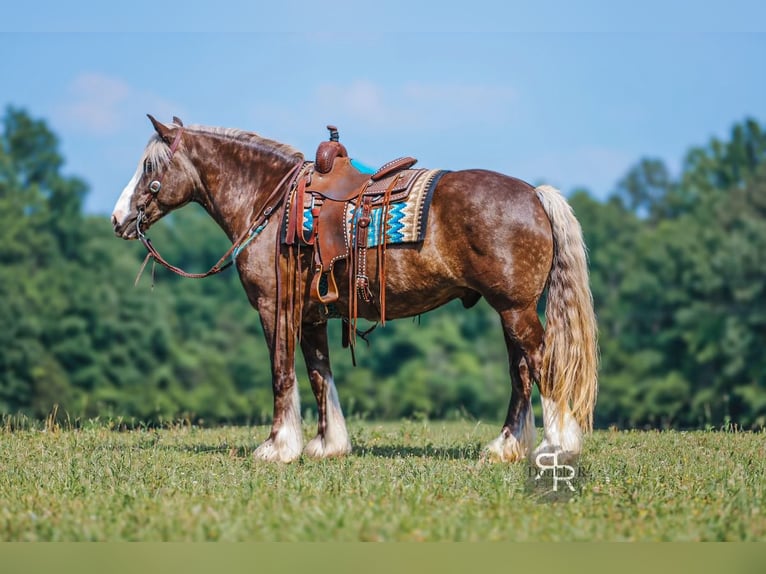 Tinker Mix Wallach 8 Jahre 160 cm in Lyles, TN