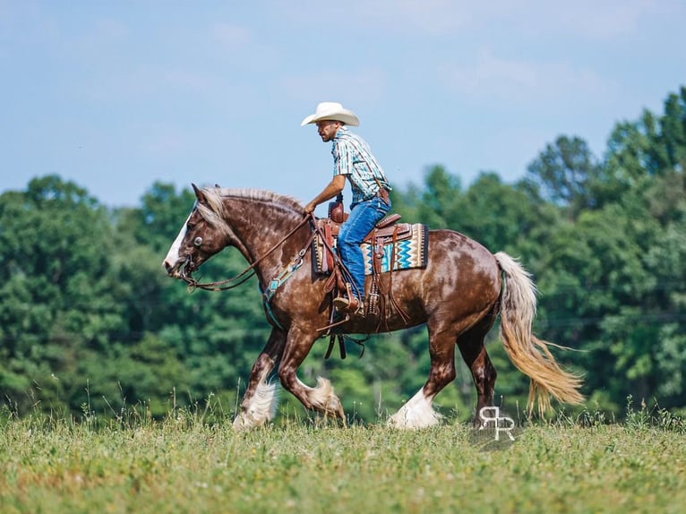 Tinker Mix Wallach 8 Jahre 160 cm in Lyles, TN