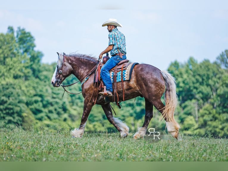 Tinker Mix Wallach 8 Jahre 160 cm in Lyles, TN