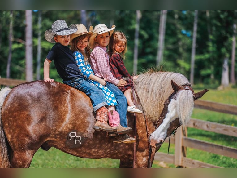 Tinker Mix Wallach 8 Jahre 160 cm in Lyles, TN