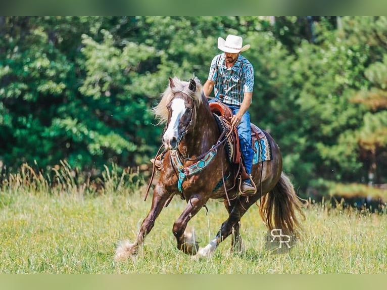 Tinker Mix Wallach 8 Jahre 160 cm in Lyles, TN
