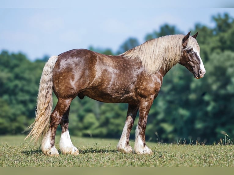 Tinker Mix Wallach 8 Jahre 160 cm in Lyles, TN