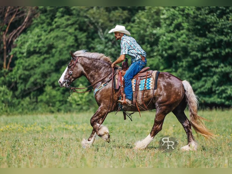Tinker Mix Wallach 8 Jahre 160 cm in Lyles, TN