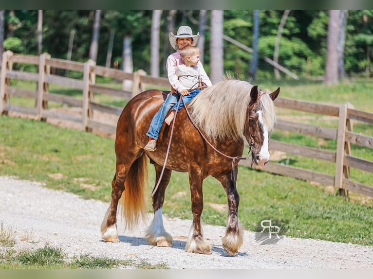 Tinker Mix Wallach 8 Jahre 160 cm in Lyles, TN