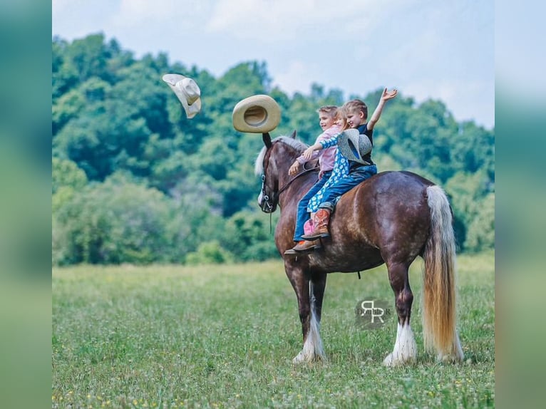 Tinker Mix Wallach 8 Jahre 160 cm in Lyles, TN