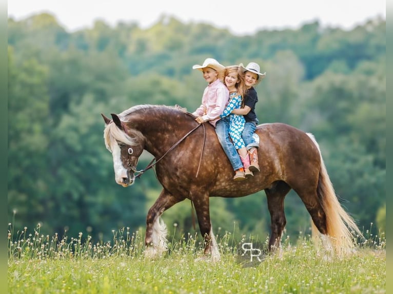 Tinker Mix Wallach 8 Jahre 160 cm in Lyles, TN