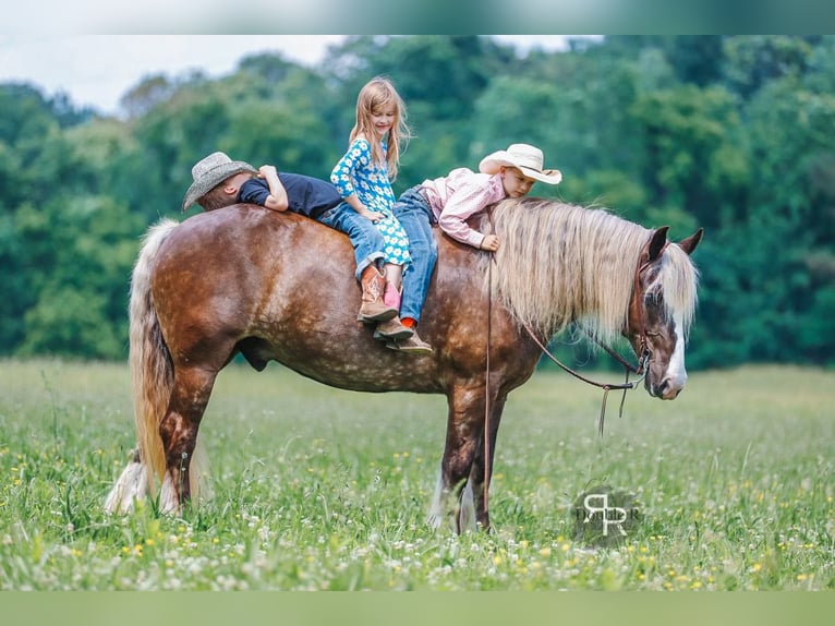 Tinker Mix Wallach 8 Jahre 160 cm in Lyles, TN