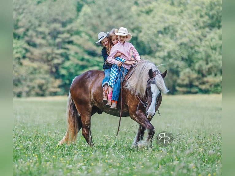 Tinker Mix Wallach 8 Jahre 160 cm in Lyles, TN