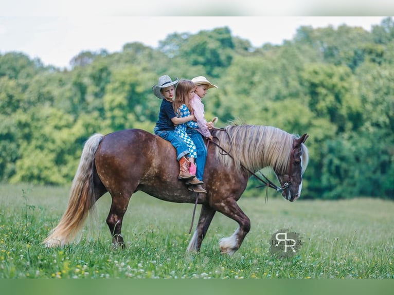 Tinker Mix Wallach 8 Jahre 160 cm in Lyles, TN