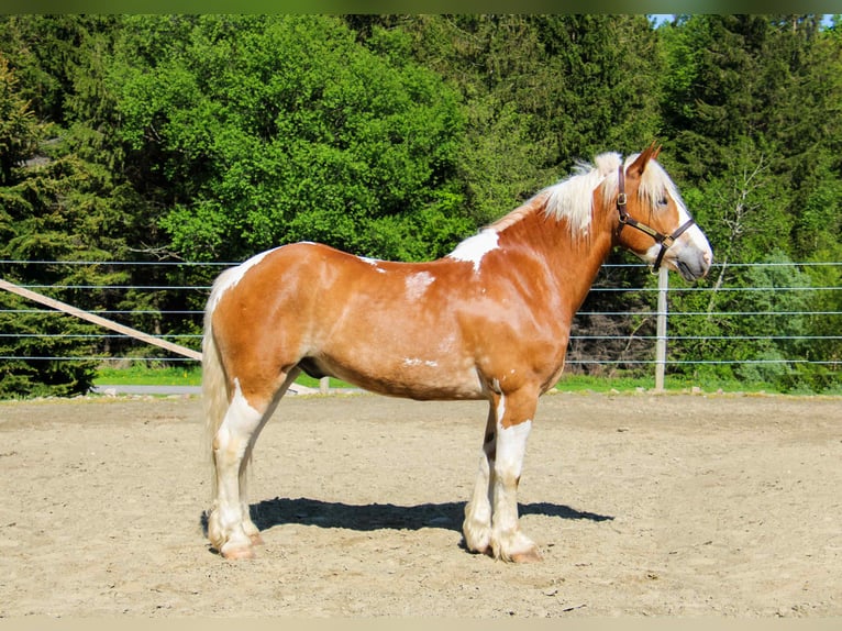 Tinker Wallach 8 Jahre 163 cm Tobiano-alle-Farben in Warsaw NY