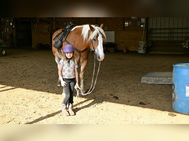 Tinker Wallach 8 Jahre 163 cm Tobiano-alle-Farben in Warsaw NY
