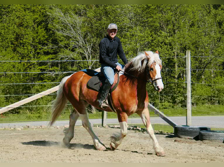 Tinker Wallach 8 Jahre 163 cm Tobiano-alle-Farben in Warsaw NY