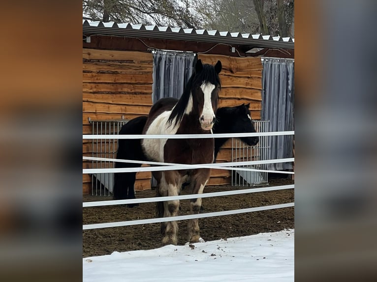 Tinker Mix Wallach 8 Jahre 164 cm Schecke in Bad Harzburg Bettingerode