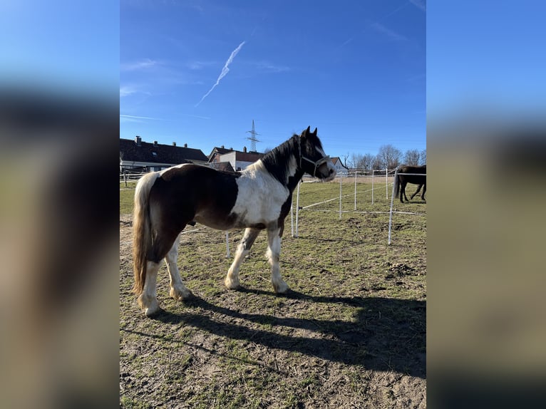 Tinker Mix Wallach 8 Jahre 164 cm Schecke in Bad Harzburg Bettingerode