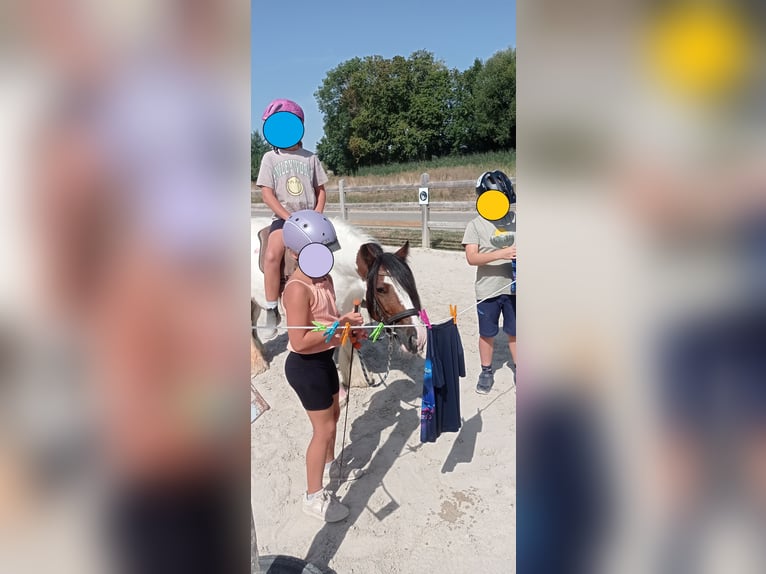 Tinker Wallach 9 Jahre 129 cm Schecke in Neupotz
