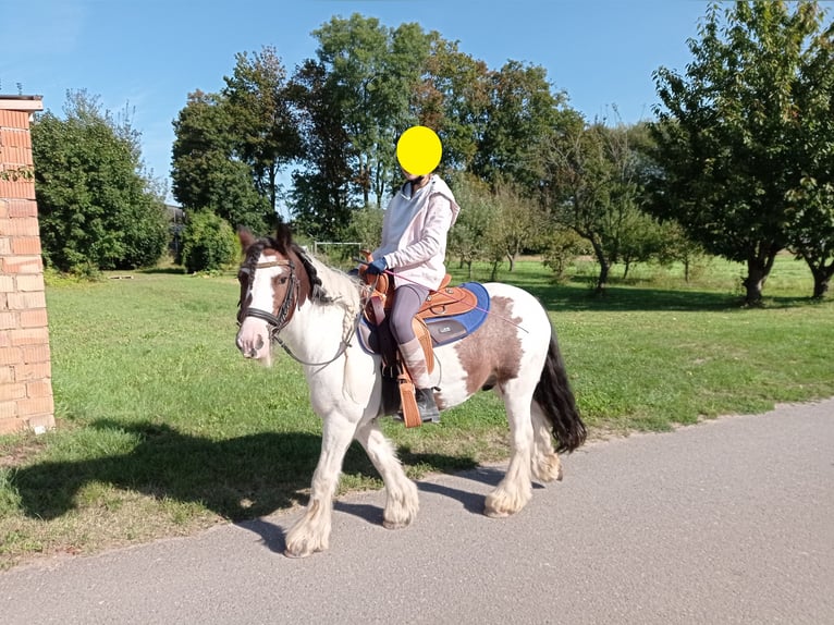 Tinker Wallach 9 Jahre 129 cm Schecke in Neupotz