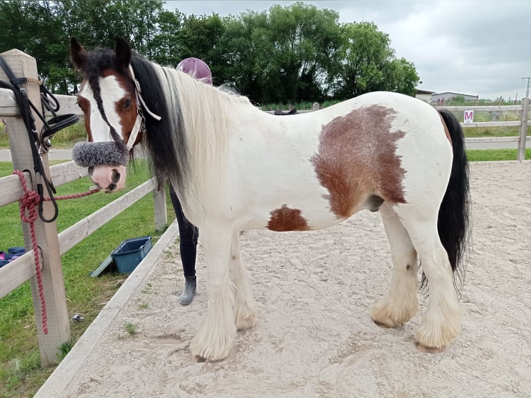 Tinker Wallach 9 Jahre 129 cm Schecke in Neupotz