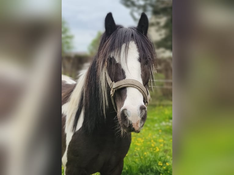 Tinker Wallach 9 Jahre 129 cm Schecke in Langennaundorf