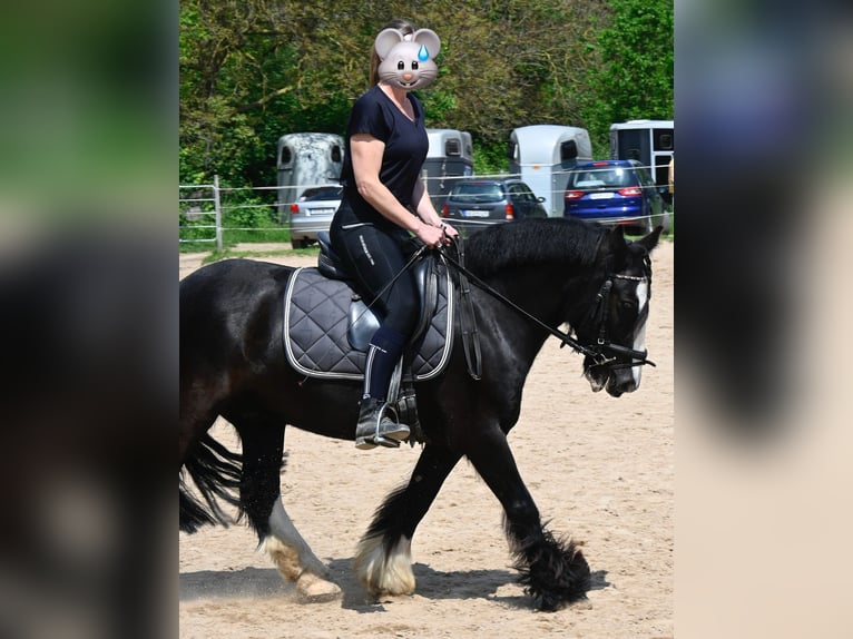 Tinker Wallach 9 Jahre 132 cm Rappe in Groß-Umstadt