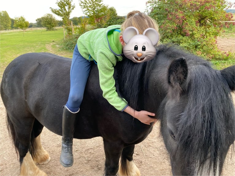 Tinker Wallach 9 Jahre 132 cm Rappe in Groß-Umstadt