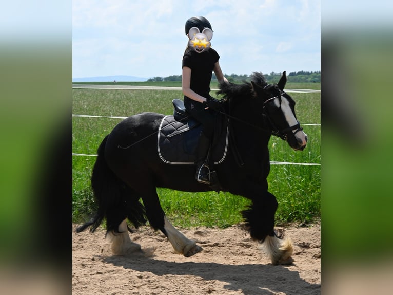 Tinker Wallach 9 Jahre 132 cm Rappe in Groß-Umstadt