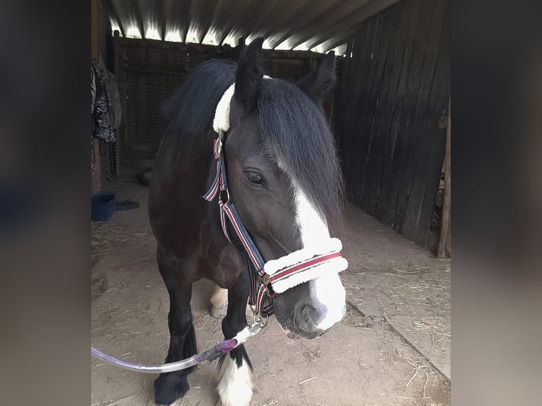 Tinker Wallach 9 Jahre 132 cm Rappe in Groß-Umstadt