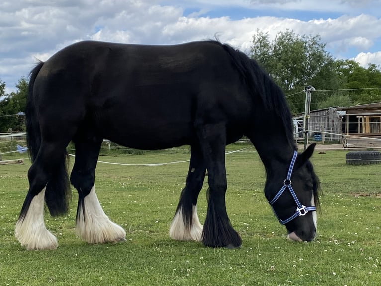 Tinker Wallach 9 Jahre 132 cm Rappe in Groß-Umstadt