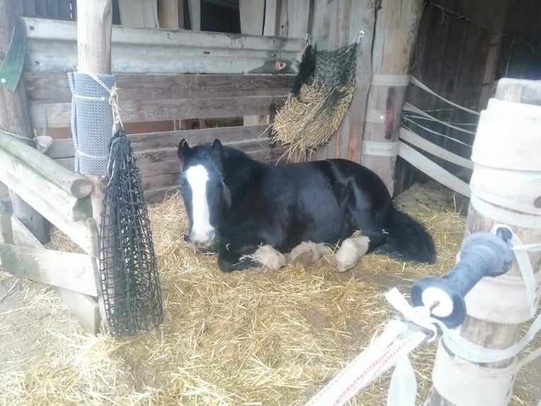 Tinker Wallach 9 Jahre 132 cm Rappe in Groß-Umstadt