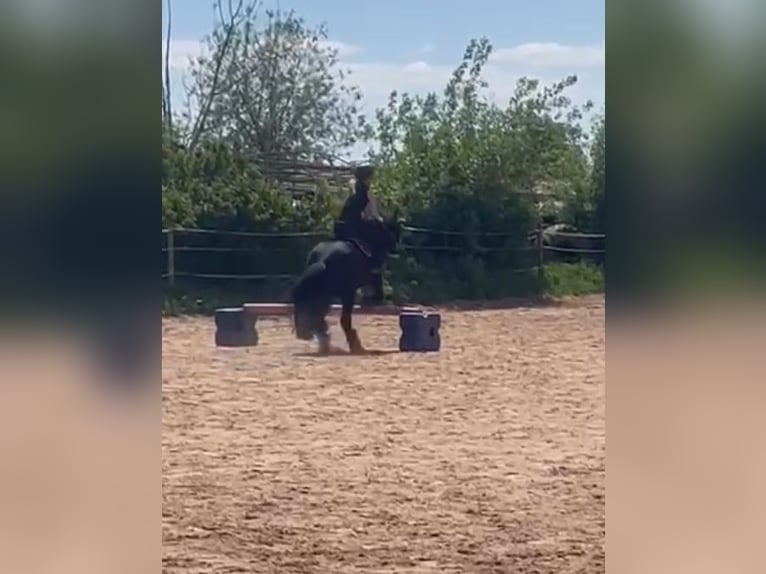 Tinker Wallach 9 Jahre 132 cm Rappe in Groß-Umstadt