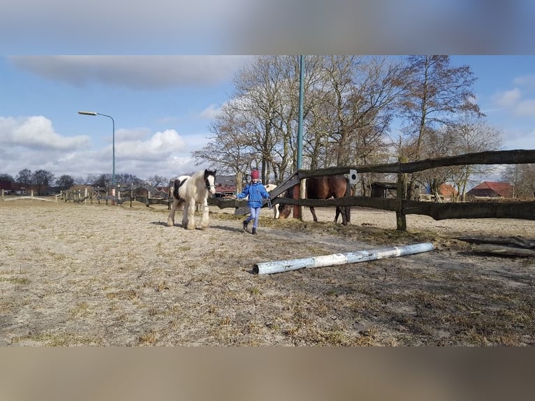 Tinker Wallach 9 Jahre 132 cm Schecke in Südbrookmerland