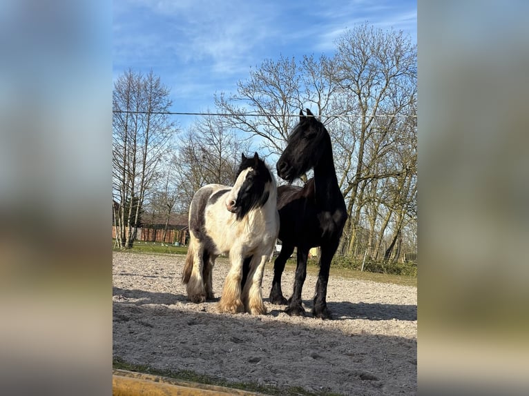Tinker Wallach 9 Jahre 132 cm Schecke in Südbrookmerland