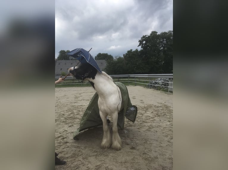 Tinker Wallach 9 Jahre 132 cm Schecke in Südbrookmerland
