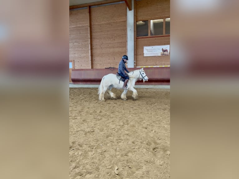 Tinker Wallach 9 Jahre 135 cm Schecke in Achstetten