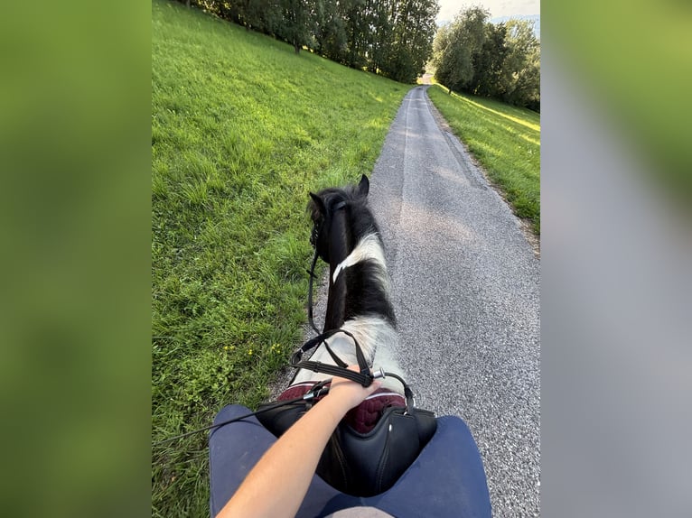 Tinker Mix Wallach 9 Jahre 135 cm Schecke in Oberndorf