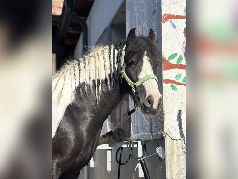 Tinker Mix Wallach 9 Jahre 135 cm Schecke in Oberndorf