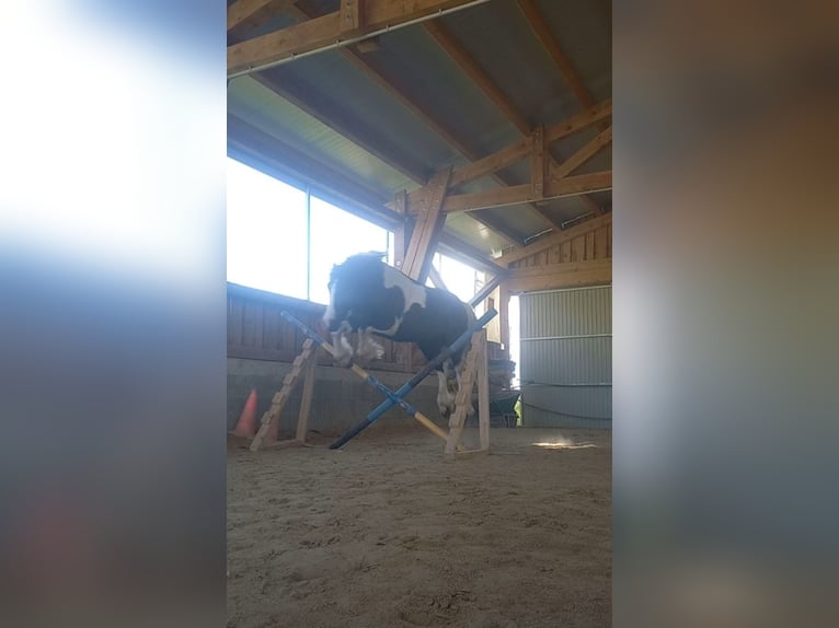 Tinker Mix Wallach 9 Jahre 135 cm Schecke in Oberndorf