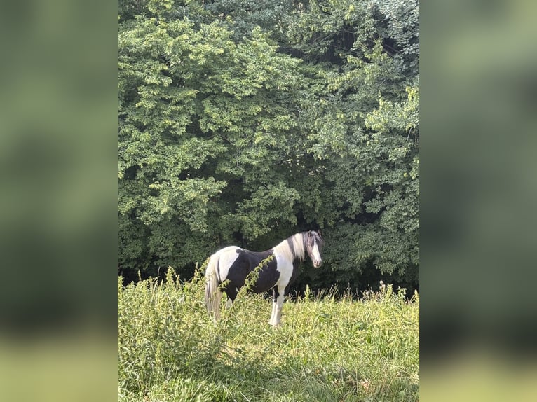 Tinker Mix Wallach 9 Jahre 135 cm Schecke in Oberndorf