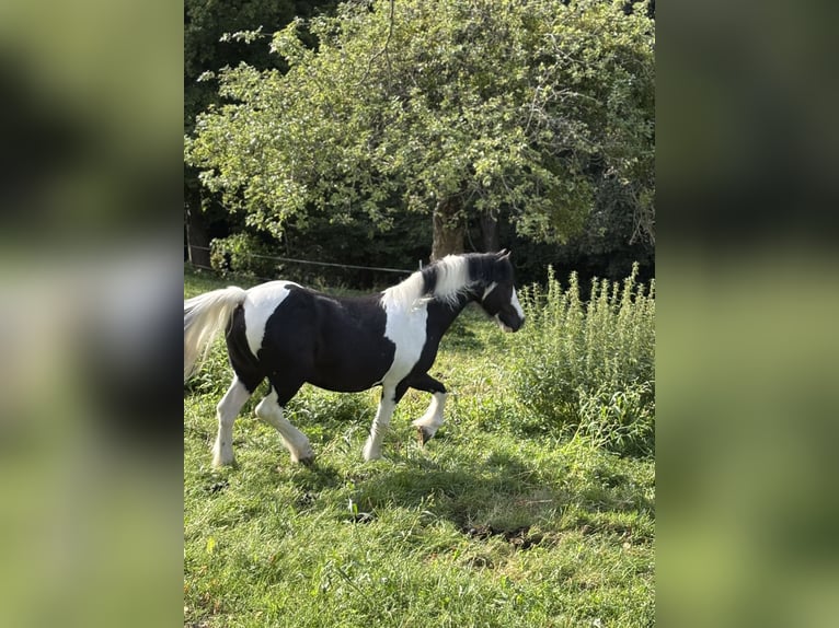Tinker Mix Wallach 9 Jahre 135 cm Schecke in Oberndorf