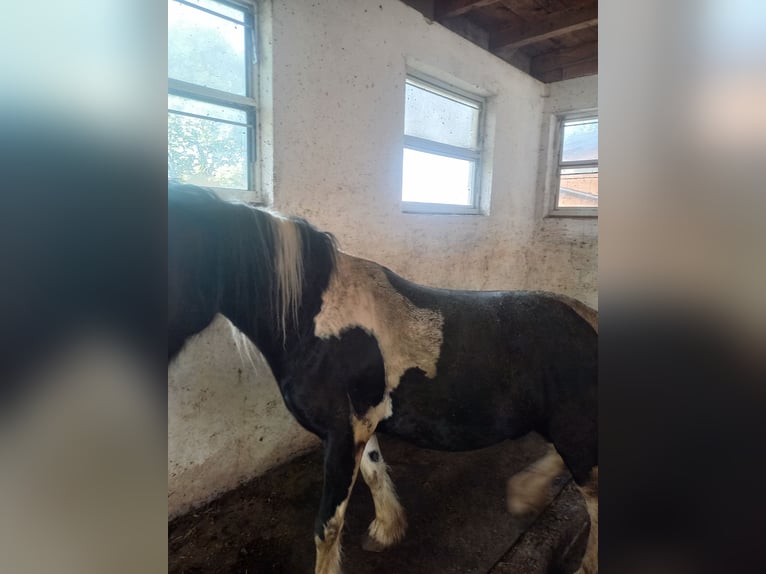 Tinker Mix Wallach 9 Jahre 135 cm Schecke in Oberndorf