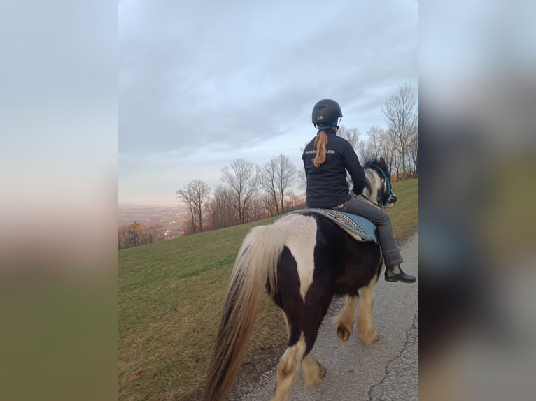 Tinker Mix Wallach 9 Jahre 135 cm Schecke in Oberndorf