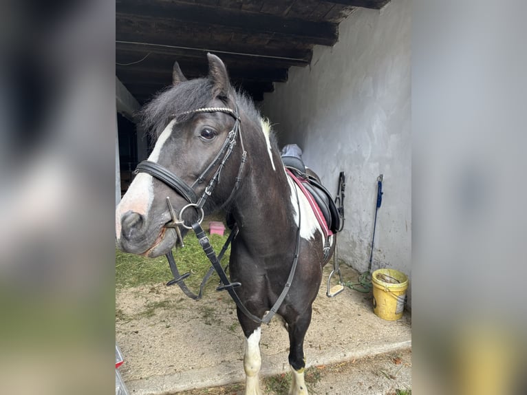 Tinker Mix Wallach 9 Jahre 135 cm Schecke in Oberndorf