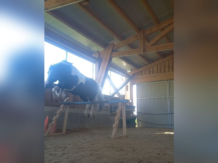 Tinker Mix Wallach 9 Jahre 135 cm Schecke in Oberndorf